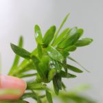 ヘテランテラ　購入時　水上葉